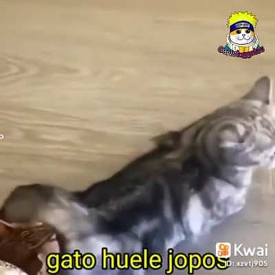 gato huele jopos