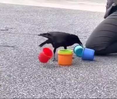 Crows are excellent problem solvers, and scientists claim their intelligence is like that of a seven-year-old humans