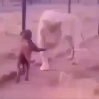 Fofo