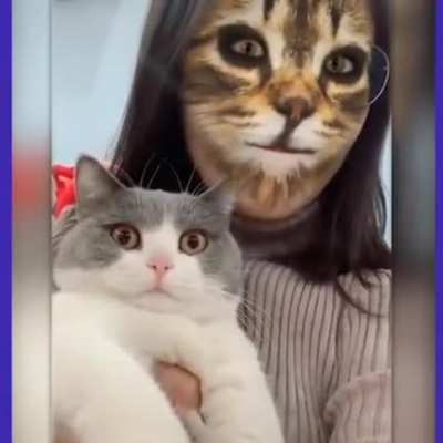 подборка ахуевшых котов