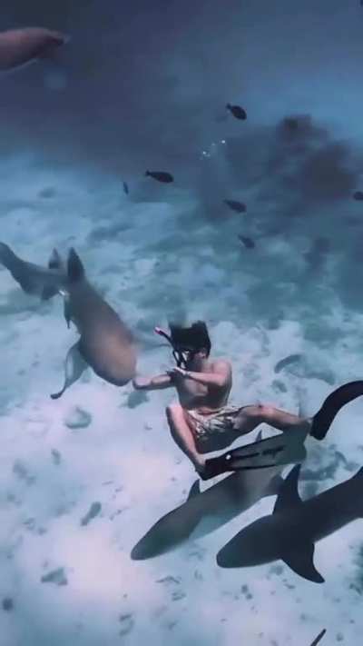 Guy gets bitten by a nurse shark. He does exactly the right thing by not panicking. Could've been much worse but it was only a test bite and nurse let go immediately