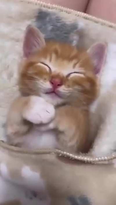 Cute Extremely Overloaded