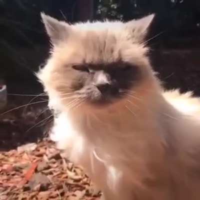 HHHHH