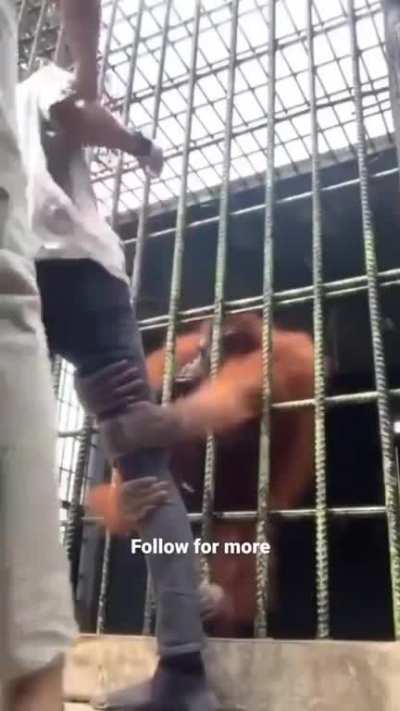 Let's tease the orangutan