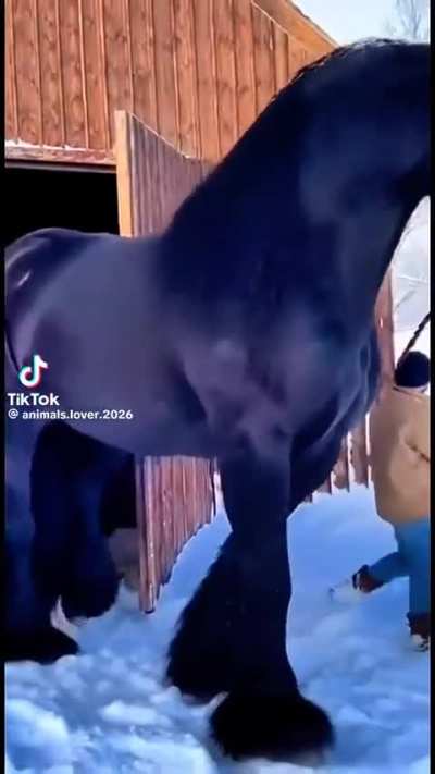 It's this a real horse? I've seen draft horses up close, and none of them have ever been this massive