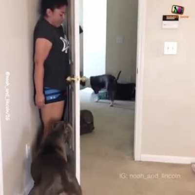 Bamboozled Doggos