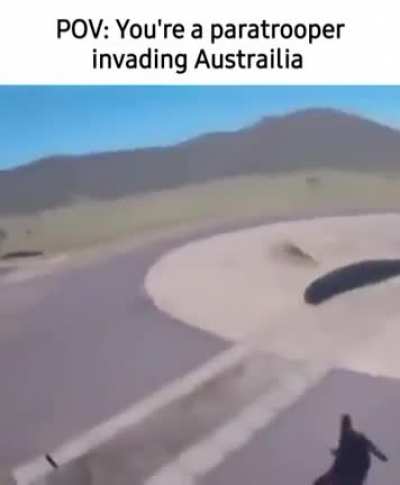Kangaroo