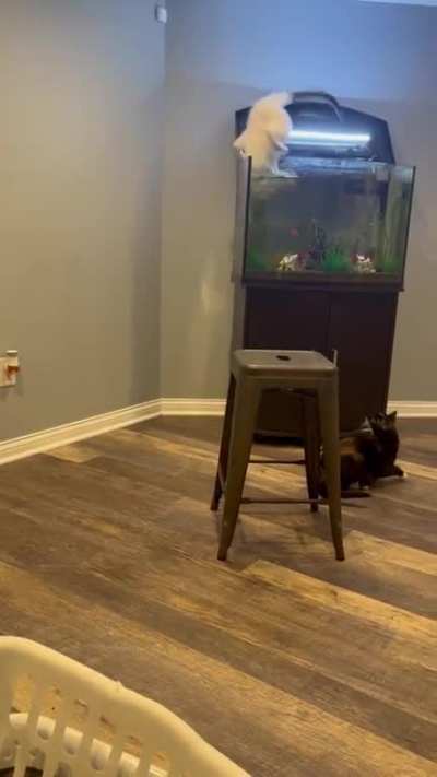 Gato sendo gato