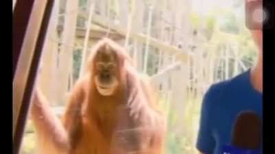 I am monke