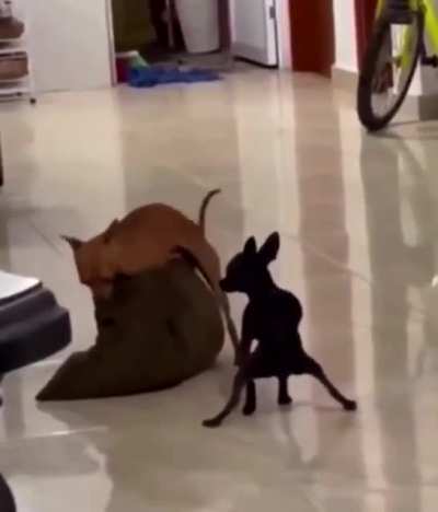perro truco