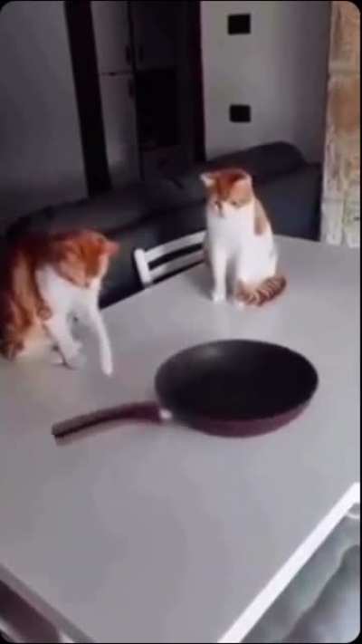 Half life 2 cats