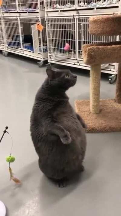 lööps brøther