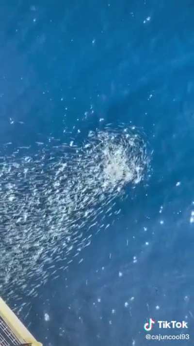Throwing an apple from an offshore oilrig
