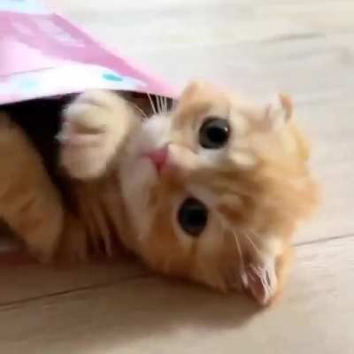 This is how they package them for sale at the Kitten Factory