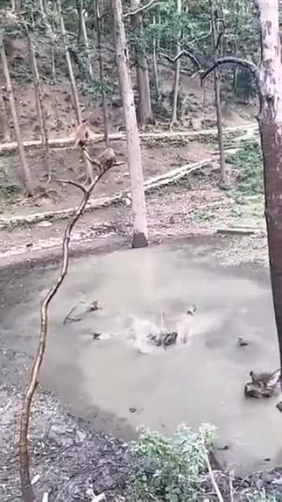 Monkes having a diving competition