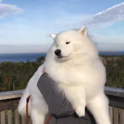 This majestic windy boi