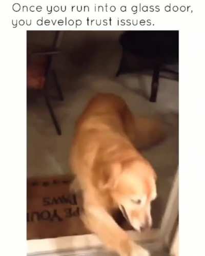 Dog checking if he's gonna run through the glass window