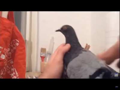 Not the pigeon!