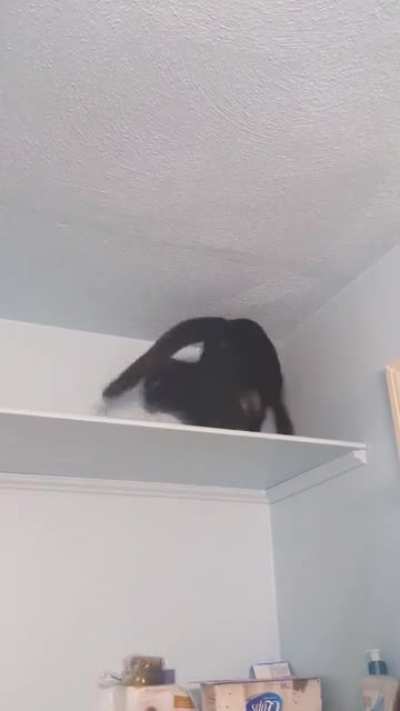Cat parkour