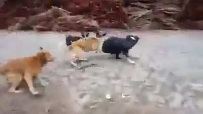 Now they know how it feels like.