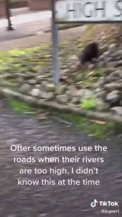 From Jegner1 on tiktok
