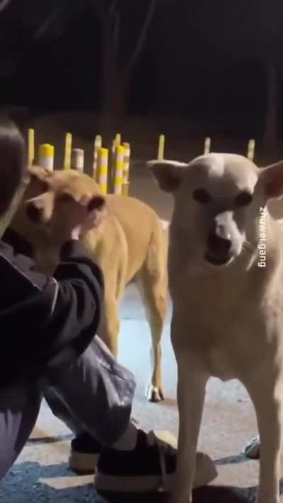 Drunk Chinese Girl & Stray Dogs