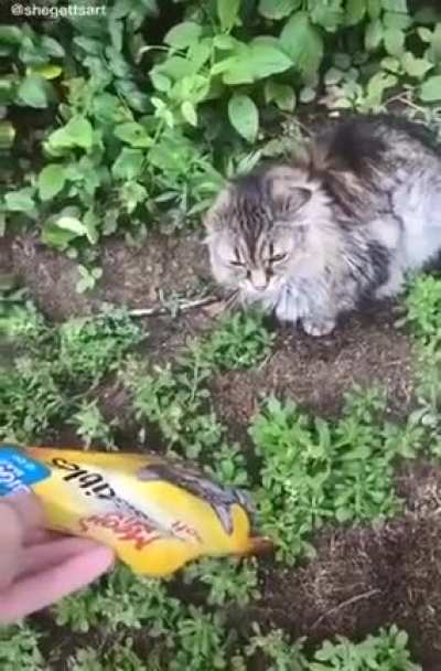 Meow mix