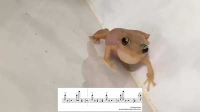 Sapo cantante < 3 QWQ