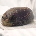 Thanks I hate turtle seal