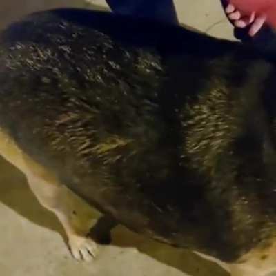 perro