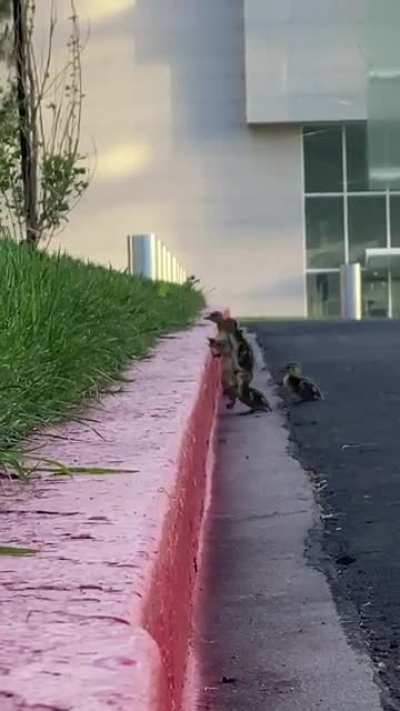 Ducks