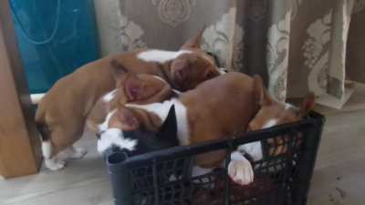Тихий после<wbr>обеде<wbr>нный сон. (Basenji)