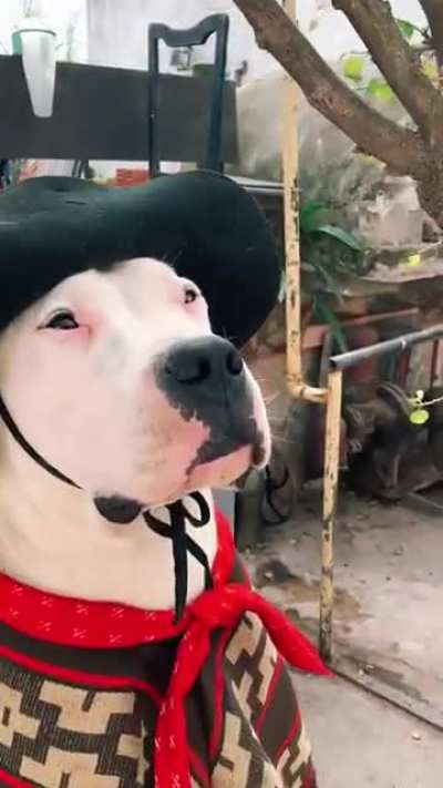 Good dogo