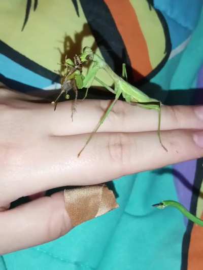 What do I do with my mantis eggs