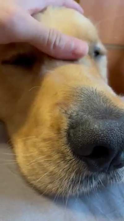 Any other goldens out there make this sound when they’re being petted?