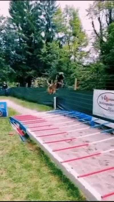 German shepherd in a long jump contest.
