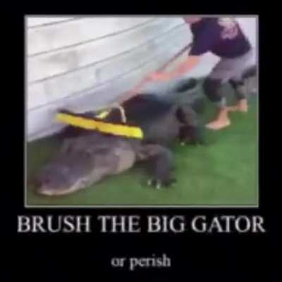 Brush him