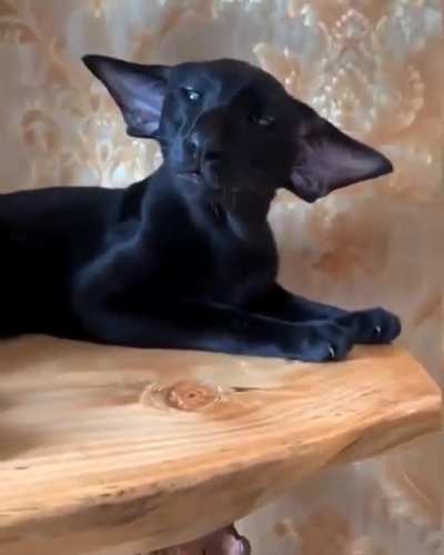 Котик