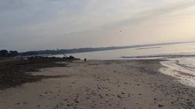 Beach and pup
