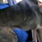 Cursed_car ride
