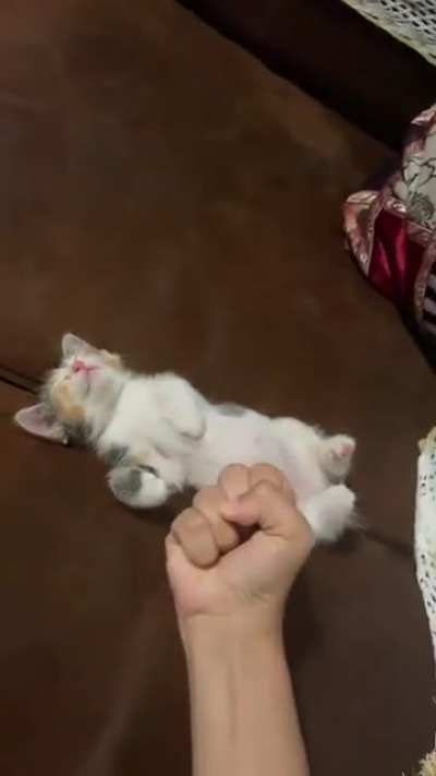 To Squish Or Not To Squish