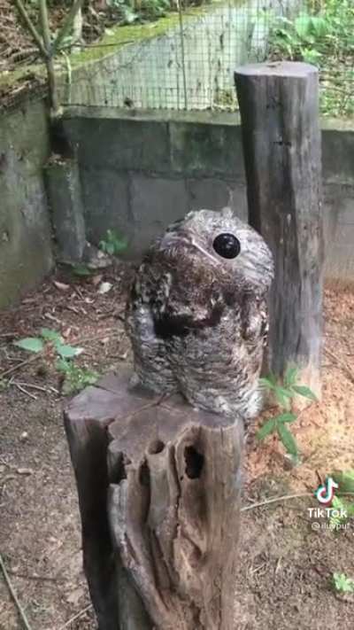 this beautiful but weird looking bird