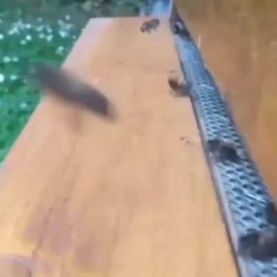 Bees go bonk