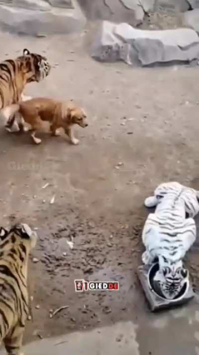 What the Dog doin?