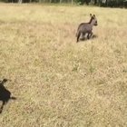 Does this count as zoomies?