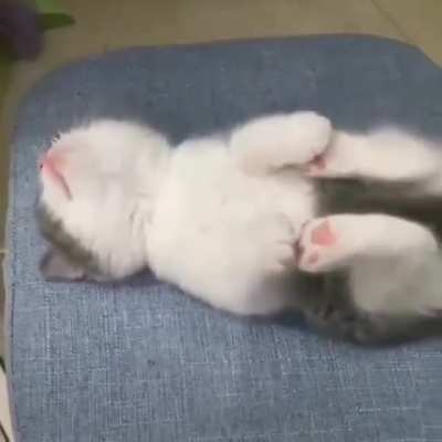 Such a cute little kitten 💕