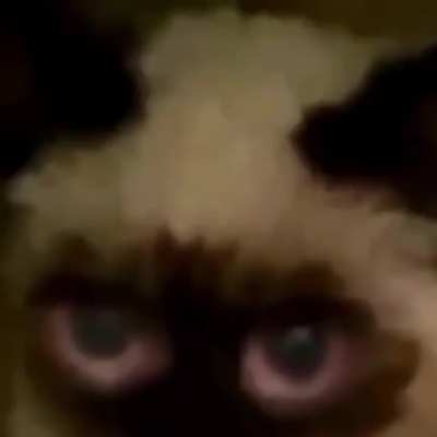 Çæŕťe