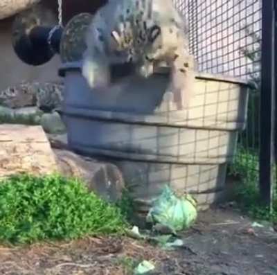Devastating sneak attack