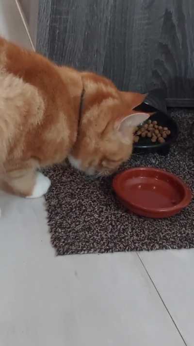 Does anyone else's cat scoop food out of their bowls?