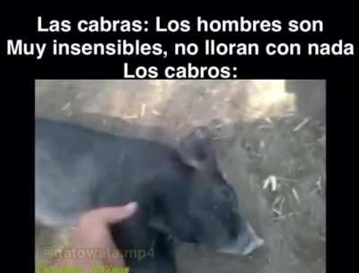 Meet the rodolfo: Pd: no ta muerto